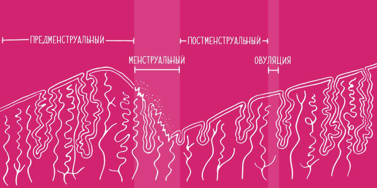 Менструальный цикл